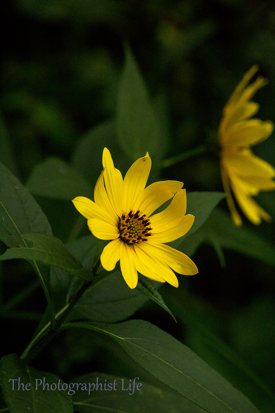 yellow flower 1web